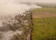 10 Orang Jadi Tersangka Karhutla, 17 Hektare Lahan Terbakar