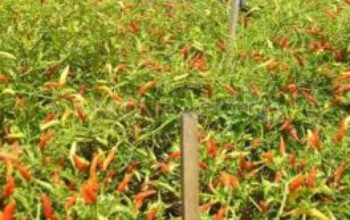 Pasok Cabai dari Luar Daerah Bukan Matikan Petani Lokal, Pemprov Sulut: Harga Harus Tetap Stabil